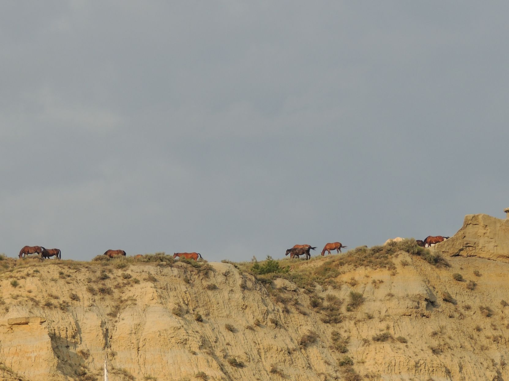 Wild Horses